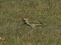 Picus viridis 7, Groene specht, male, Saxifraga-Martin Mollet