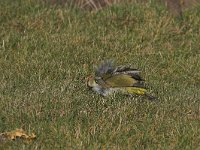 Picus viridis 8, Groene specht, male, Saxifraga-Martin Mollet