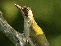 Picus viridis 9, Groene specht, Saxifraga-Piet Munsterman