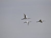 Platalea leucorodia 156, Lepelaar, Saxifraga-Luuk Vermeer