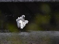 Platalea leucorodia 95, Lepelaar, Saxifraga-Luuk Vermeer