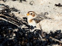 Plectrophenax nivalis 58, Sneeuwgors, Saxifrga-Bart Vastenhouw