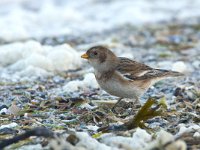 Plectrophenax nivalis 1, Sneeuwgors, Saxifraga-Luc Hoogenstein : Groningen