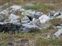 Plectrophenax nivalis 10, Sneeuwgors, male, Saxifraga-Dirrk Hilbers