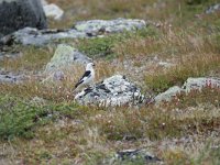 Plectrophenax nivalis 11, Sneeuwgors, male, Saxifraga-Dirrk Hilbers