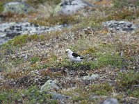 Plectrophenax nivalis 12, Sneeuwgors, male, Saxifraga-Dirrk Hilbers