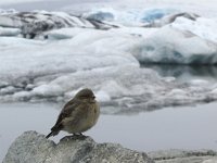 Plectrophenax nivalis 13, Sneeuwgors, Saxifraga-Rob Felix : Animalia, Aves, Chordata, animal, bird, dier, dieren, gewervelde dieren, vertebraat, vertebrate, vogel, vogels