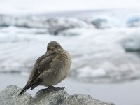 Plectrophenax nivalis 14, Sneeuwgors, Saxifraga-Rob Felix : Animalia, Aves, Chordata, animal, bird, dier, dieren, gewervelde dieren, vertebraat, vertebrate, vogel, vogels