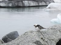 Plectrophenax nivalis 16, Sneeuwgors, Saxifraga-Rob Felix : Animalia, Aves, Chordata, animal, bird, dier, dieren, gewervelde dieren, vertebraat, vertebrate, vogel, vogels