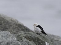 Plectrophenax nivalis 19, Sneeuwgors, male, Saxifraga-Harry van Oosterhout