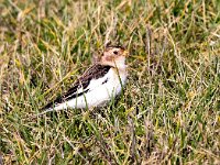 Plectrophenax nivalis 27, Sneeuwgors, Saxifraga-Bart Vastenhouw