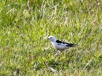 Plectrophenax nivalis 41, Sneeuwgors, Saxifraga-Bart Vastenhouw