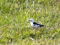 Plectrophenax nivalis 42, Sneeuwgors, Saxifraga-Bart Vastenhouw