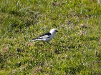 Plectrophenax nivalis 43, Sneeuwgors, Saxifraga-Bart Vastenhouw