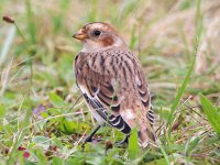 Plectrophenax nivalis 48, Sneeuwgors, Saxifraga-Bart Vastenhouw