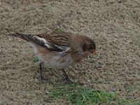 Plectrophenax nivalis 53, Sneeuwgors, Saxifraga-Henk Sierdsema