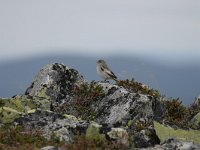 Plectrophenax nivalis 9, Sneeuwgors, female, Saxifraga-Dirrk Hilbers