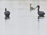 Plegadis falcinellus 27, Zwarte ibis, Saxifraga-Tom Heijnen