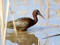 Plegadis falcinellus 29, Zwarte ibis, Saxifraga-Bart Vastenhouw