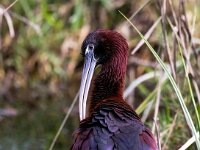 Plegadis falcinellus 30, Zwarte ibis, Saxifraga-Bart Vastenhouw