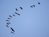 Plegadis falcinellus 35, Zwarte ibis, Saxifraga-Bart Vastenhouw