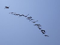Plegadis falcinellus 36, Zwarte ibis, Saxifraga-Bart Vastenhouw