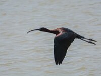 Plegadis falcinellus 45, Zwarte ibis, adult, Saxifraga-Theo Verstrael