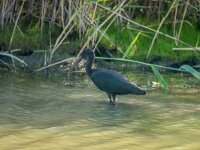 Plegadis falcinellus 48, Zwarte ibis, adult, Saxifraga-Theo Verstrael