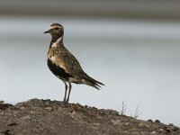 Pluvialis apricaria 10, Goudplevier, Saxifraga-Peter Stein