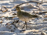 Pluvialis apricaria 13, Goudplevier, Saxifraga-Bart Vastenhouw