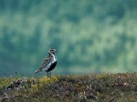 Pluvialis apricaria 15, Goudplevier, Saxifraga-Hans Dekker