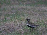 Pluvialis apricaria 17, Goudplevier, Saxifraga-Jan Nijendijk