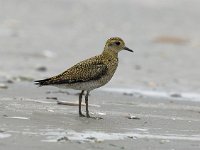 Pluvialis apricaria 2, Goudplevier, Saxifraga-Piet Munsterman