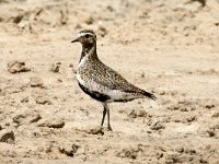 Pluvialis apricaria 20, Goudplevier, Saxifraga-Henk Baptist