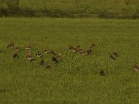 Pluvialis apricaria 23, Goudplevier, Saxifraga-Luuk Vermeer