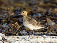 Pluvialis apricaria 26, Goudplevier, Saxifraga-Bart Vastenhouw