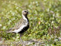 Pluvialis apricaria 3, Goudplevier, Saxifraga-Mark Zekhuis