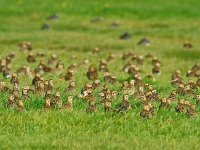 Pluvialis apricaria 4, Goudplevier, Saxifraga-Piet Munsterman