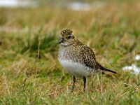 Pluvialis apricaria 5, Goudplevier, Saxifraga-Piet Munsterman