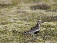 Pluvialis apricaria 6, Goudplevier, Saxifraga-Peter Stein