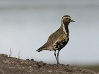 Pluvialis apricaria 7, Goudplevier, Saxifraga-Peter Stein