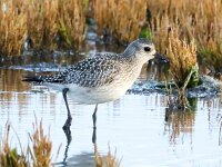 Pluvialis squatarola 8, Zilverplevier, Saxifraga-Bart Vastenhouw