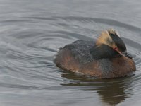 Podiceps auritus 1, Kuifduiker, Saxifraga-Peter Stein