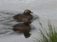 Podiceps auritus 2, Kuifduiker, Saxifraga-Peter Stein