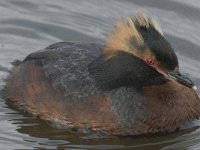 Podiceps auritus 3, Kuifduiker, Saxifraga-Peter Stein