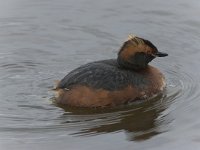 Podiceps auritus 5, Kuifduiker, Saxifraga-Peter Stein