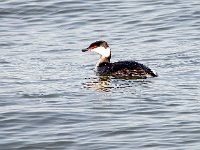 Podiceps auritus 7, Kuifduiker, Saxifraga-Bart Vastenhouw