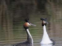 Podiceps cristatus 100, Fuut, Saxifraga-Luuk Vermeer