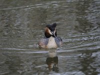 Podiceps cristatus 110, Fuut, Saxifraga-Luuk Vermeer