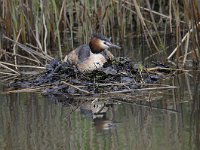 Podiceps cristatus 111, Fuut, Saxifraga-Luuk Vermeer